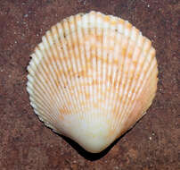 Image of Acrosterigma cygnorum (Deshayes 1855)