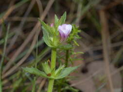 Image de Gratiola pubescens R. Br.