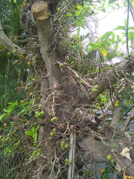 Image of Ficus hispida L. fil.