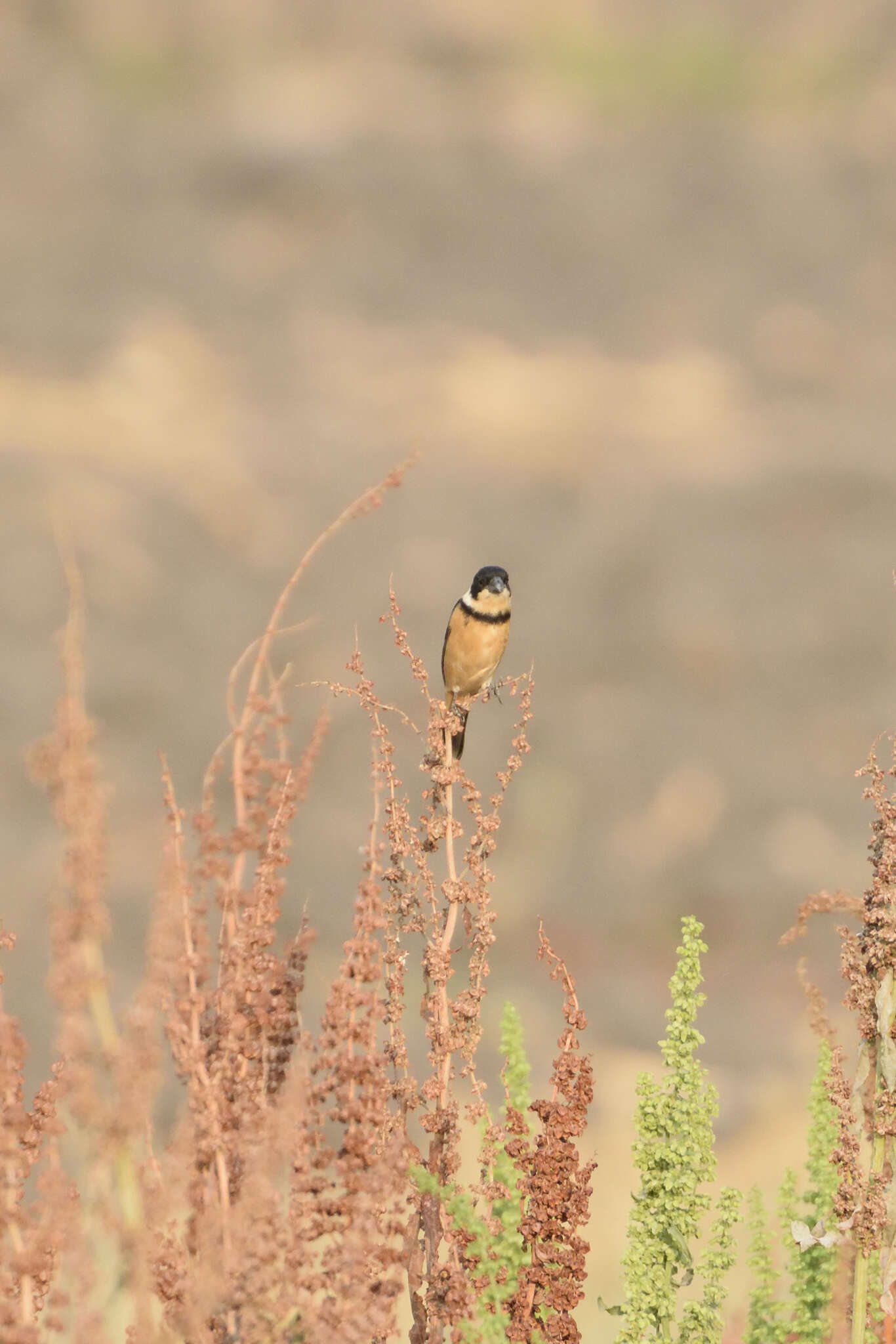 صورة Sporophila torqueola torqueola (Bonaparte 1850)