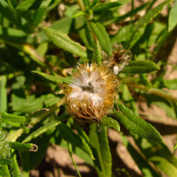 Image de Hirpicium gazanioides (Harv.) Roessler