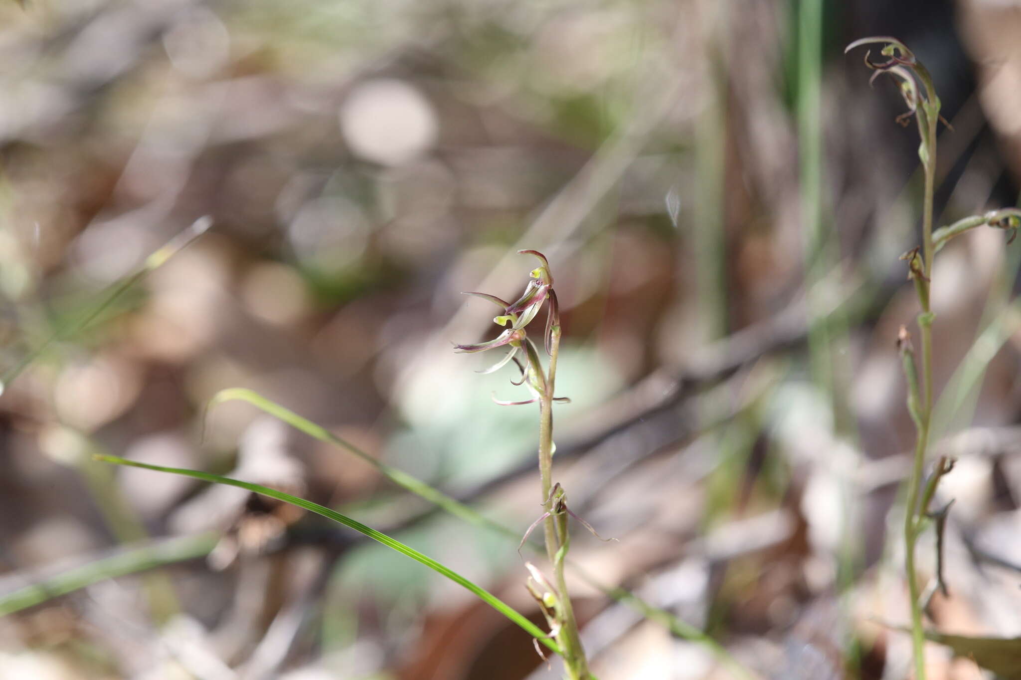 Image of Cyrtostylis reniformis var. huegelii (Endl.) Benth.