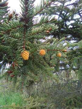 Imagem de Chrysomyxa woroninii Tranzschel 1903