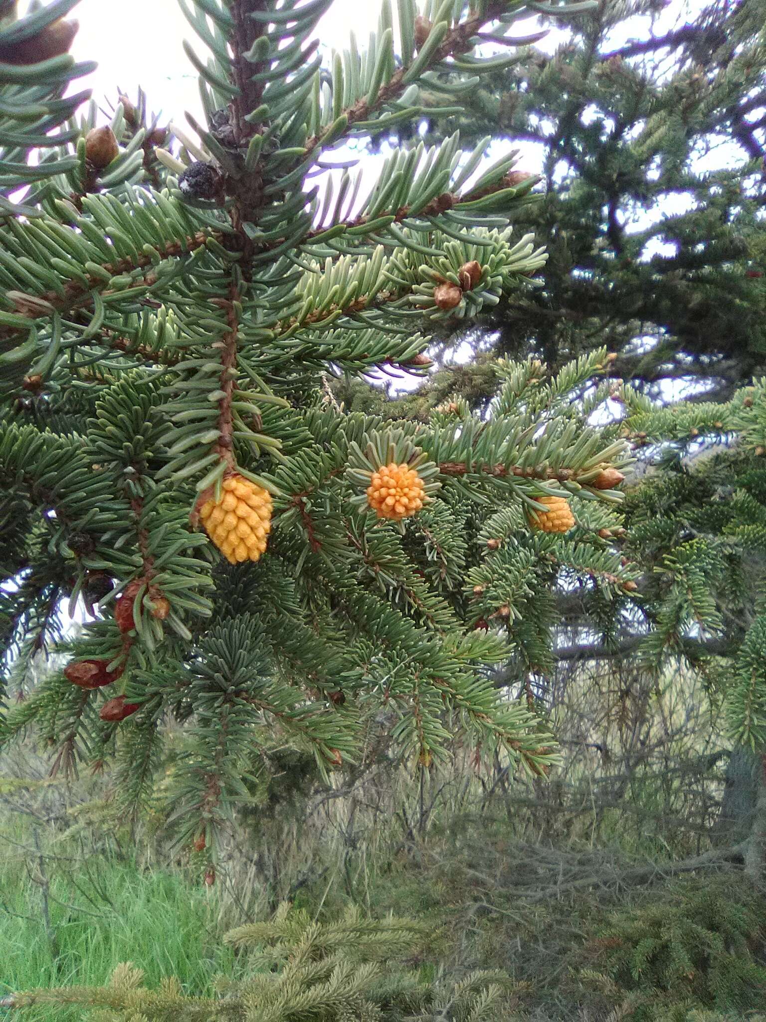 Imagem de Chrysomyxa woroninii Tranzschel 1903