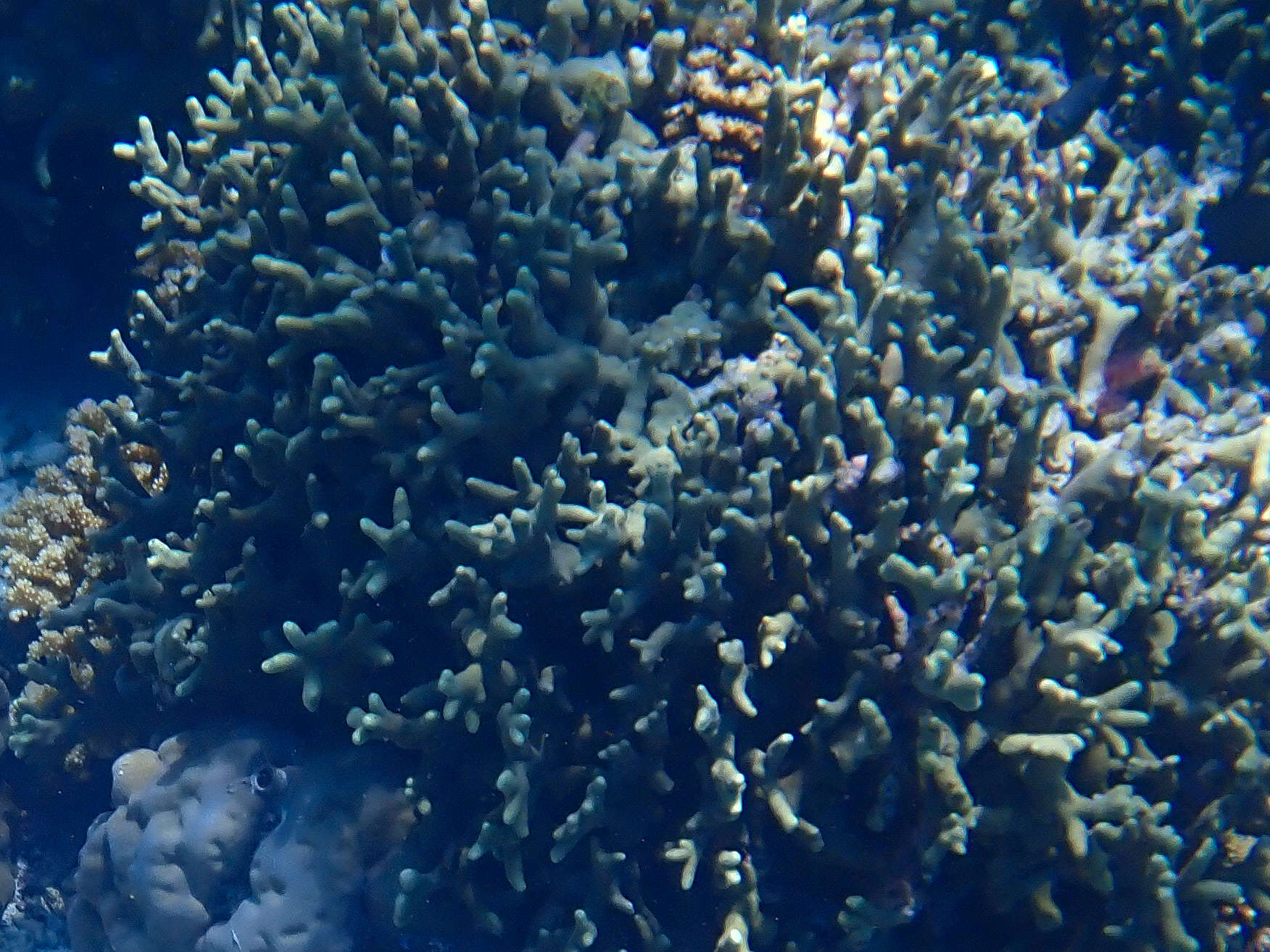 Image of Stony coral