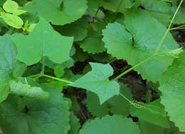 Image of oneseed bur cucumber