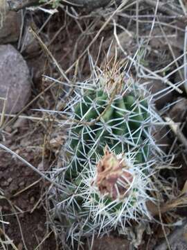 Image of pinkflower hedgehog cactus