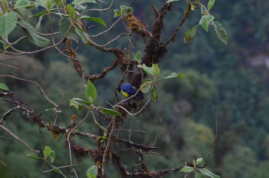 Image of Hooded Mountain Tanager