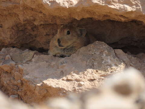 Image of Afghan Pika