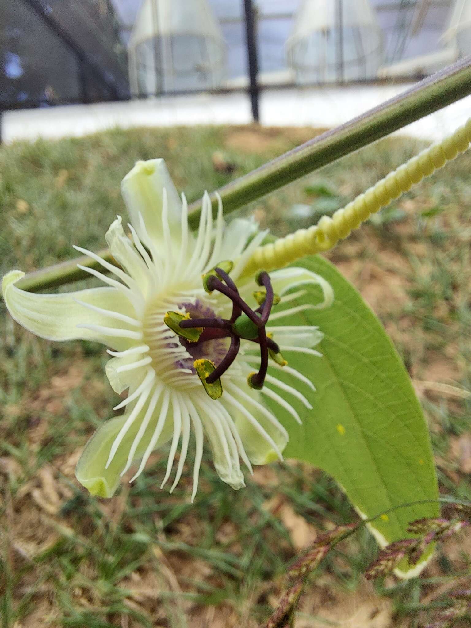 Image de Passiflora pohlii Mast.