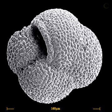 Image of <i>Neogloboquadrina pachyderma</i> (Ehrenberg 1861)