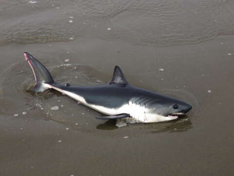 Image of Salmon Shark