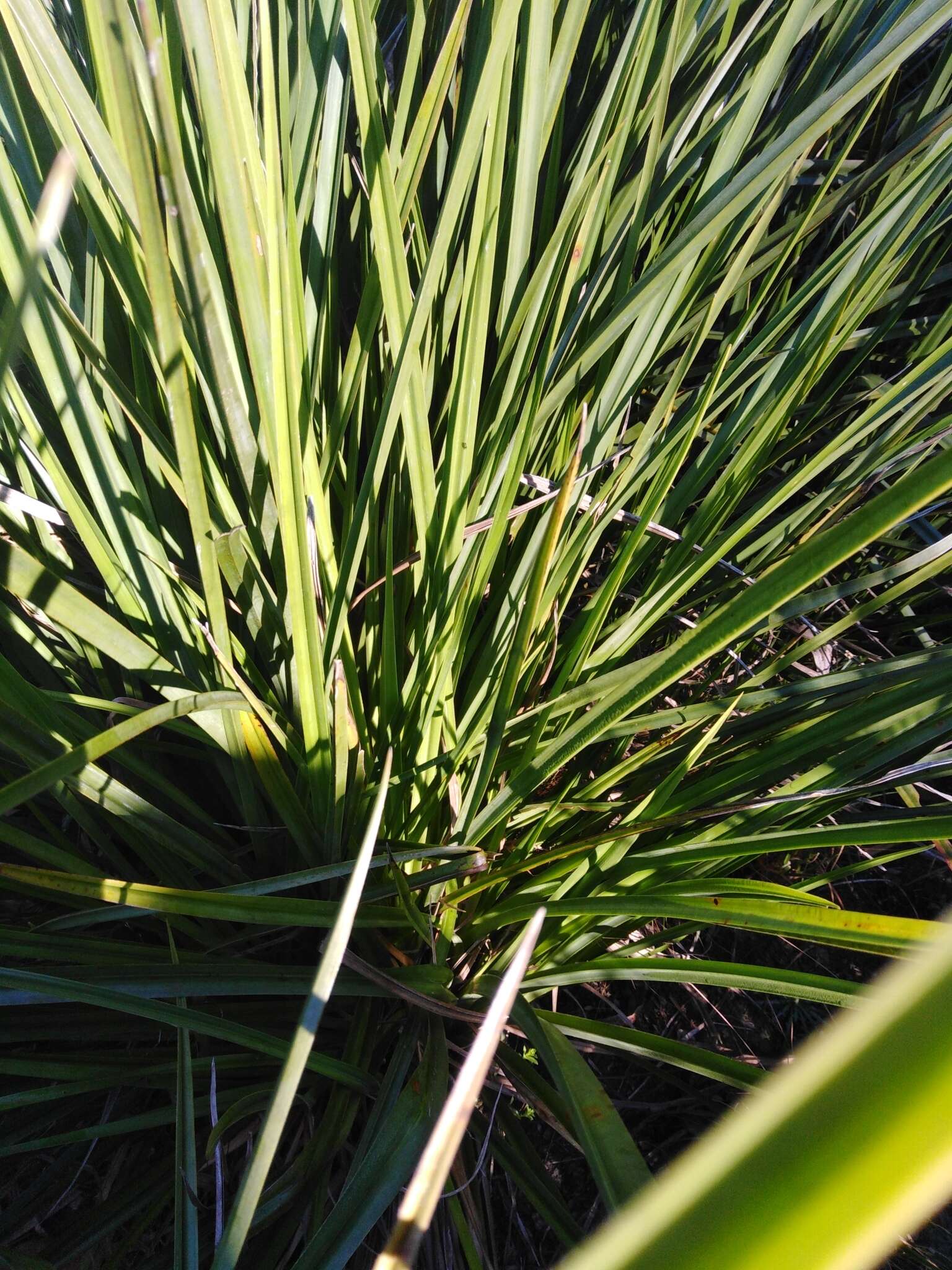 Plancia ëd Carpha glomerata Nees