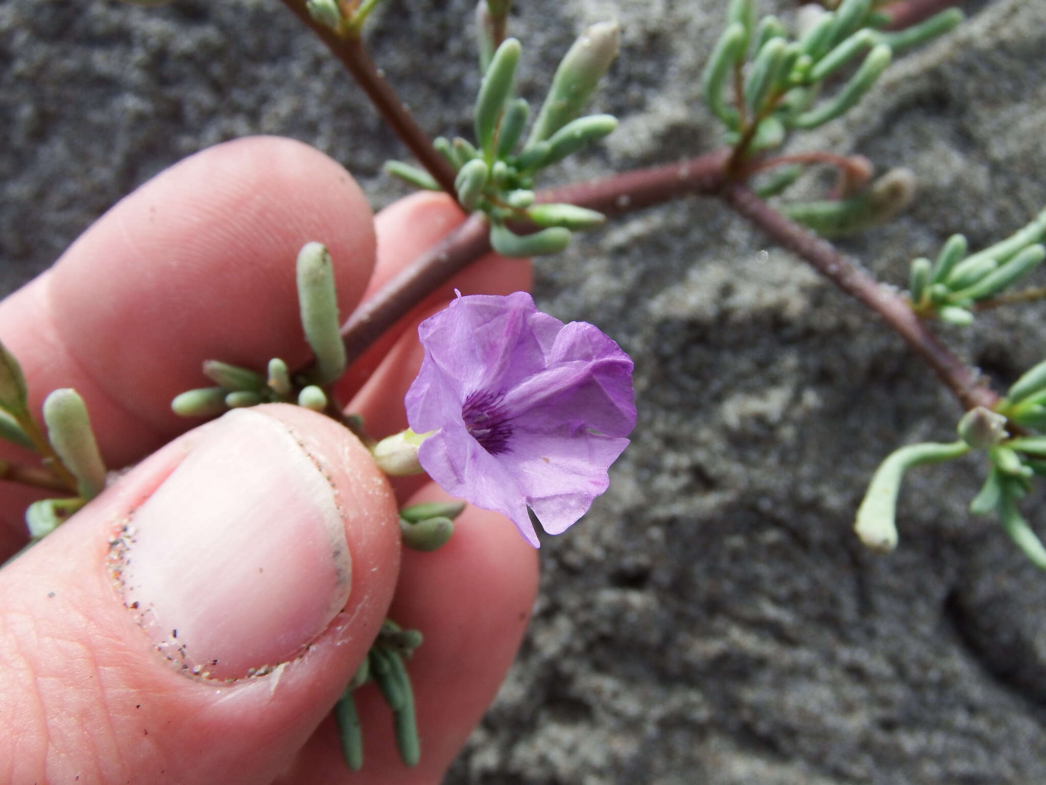 Nolana tarapacana subsp. thinophila resmi