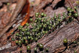 Sivun Chlorovibrissea melanochlora (G. W. Beaton & Weste) L. M. Kohn 1989 kuva