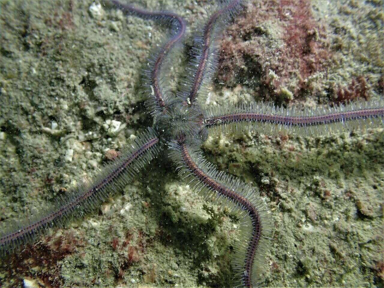 Image of purple-banded brittle star