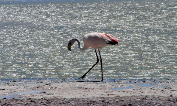 Image of James's Flamingo