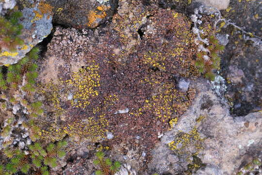 Image of lurid fishscale lichen