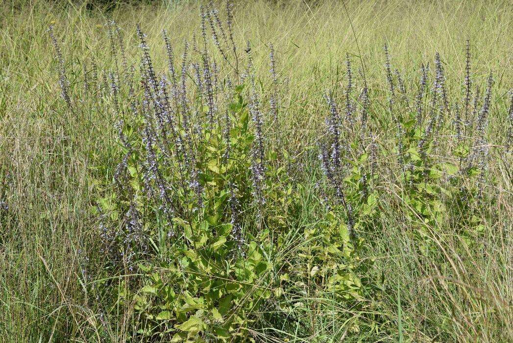 <i>Coleus hadiensis</i>的圖片