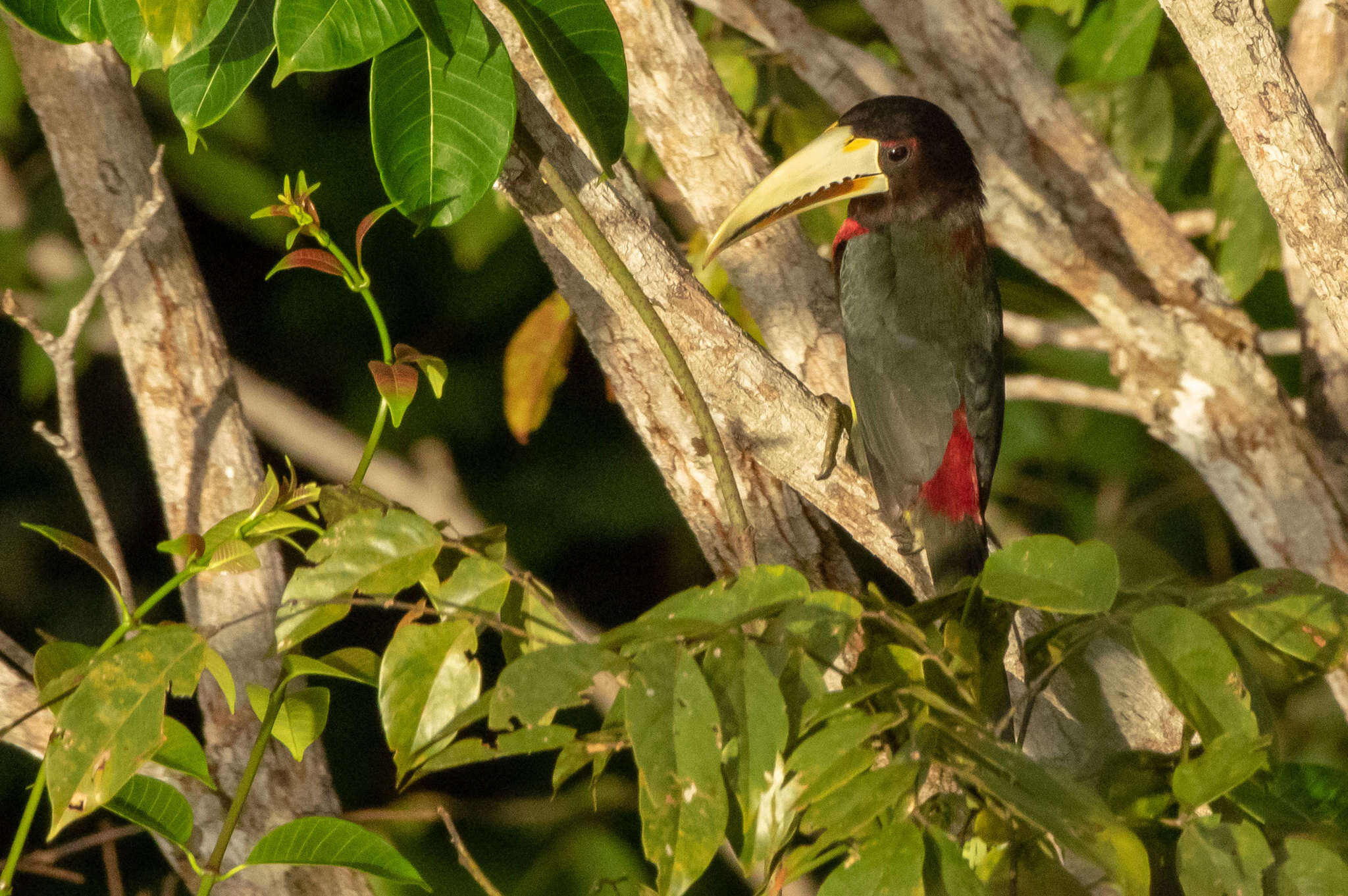 Image of Ivory-billed Aracari