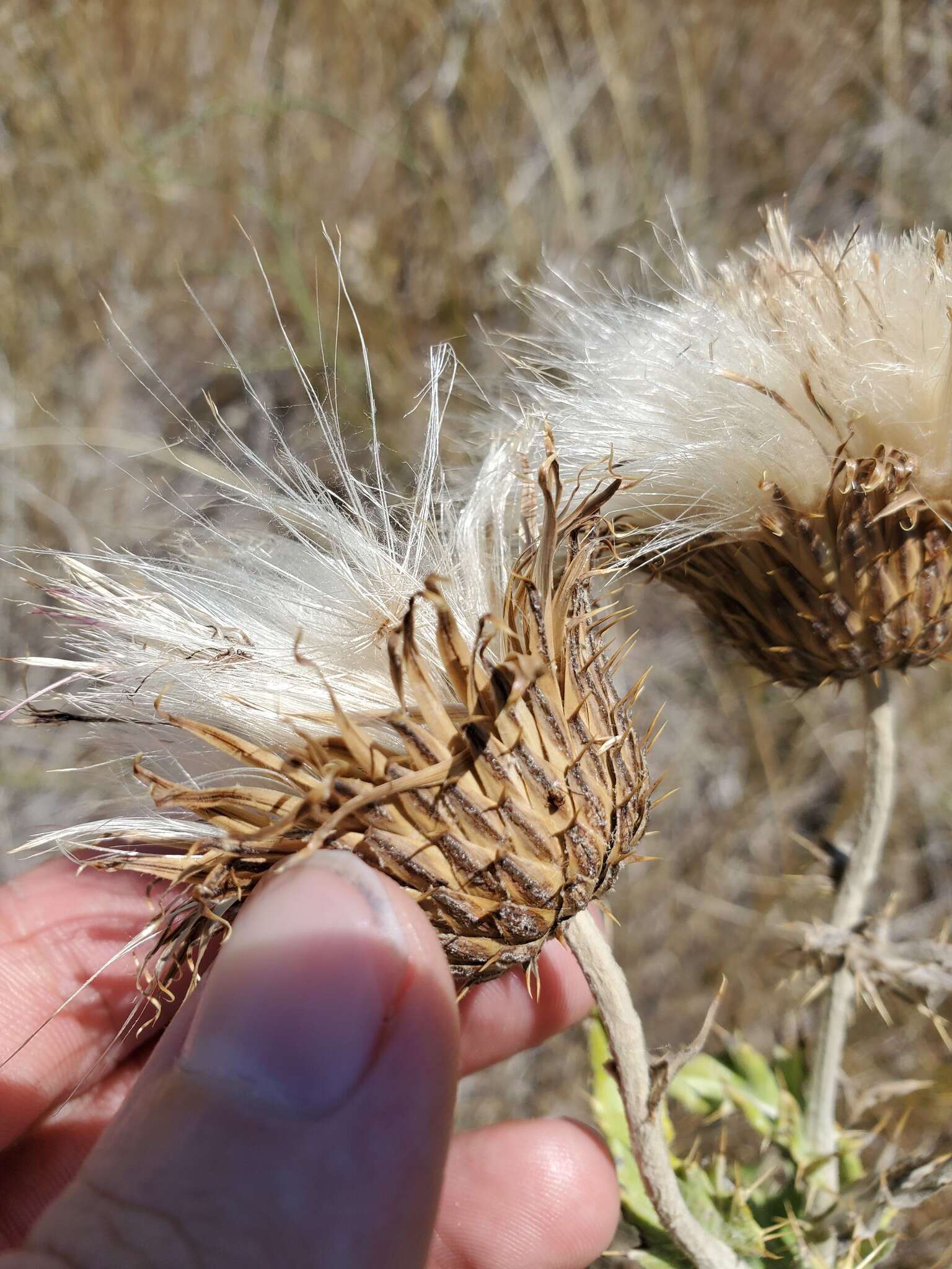 Image of wavyleaf thistle