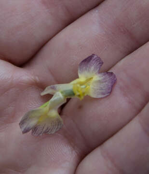 Image of Corydalis hybrida Mikhailova