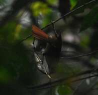 Image of Montane Foliage-gleaner