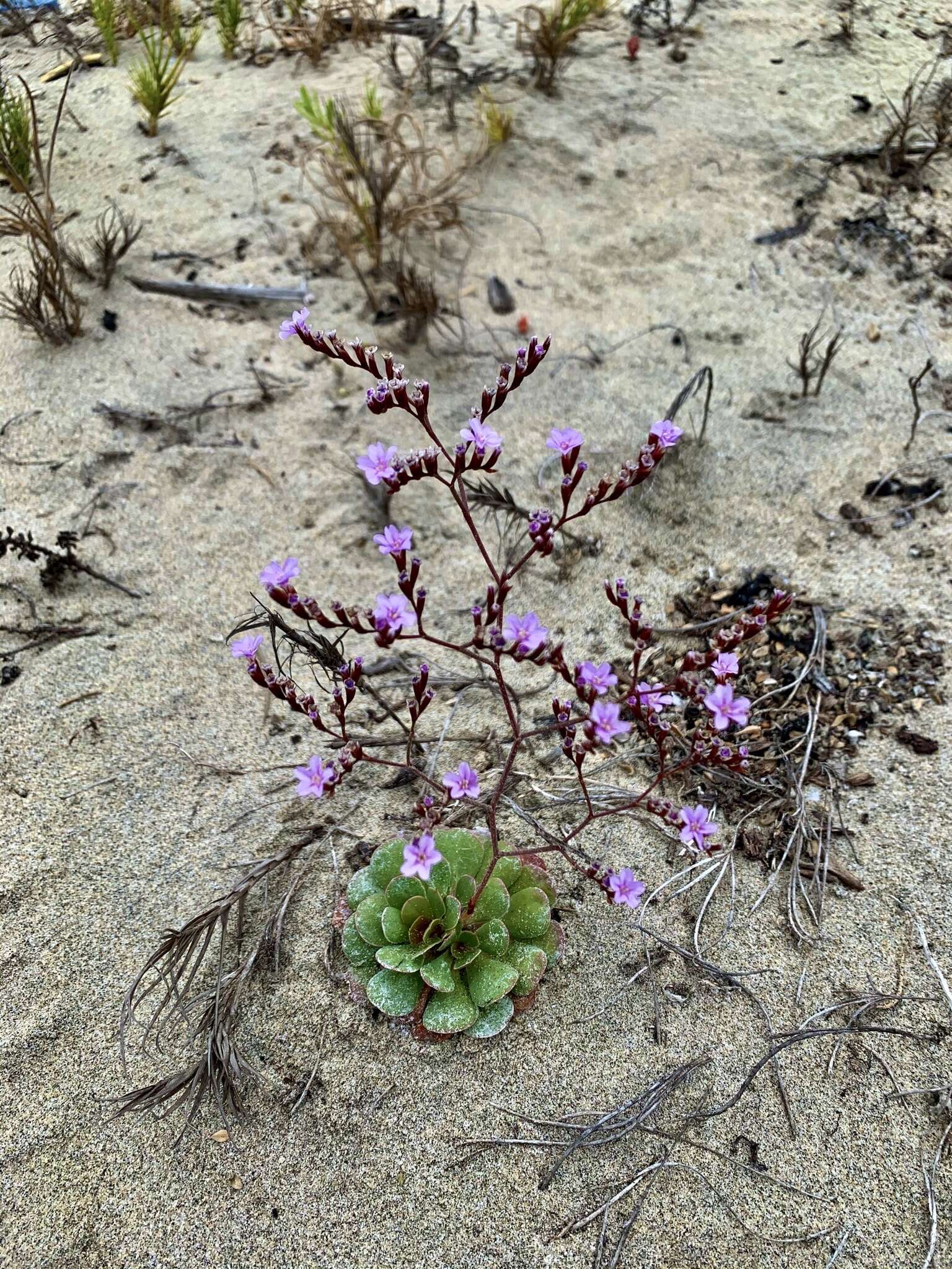 Image of European sea lavendar