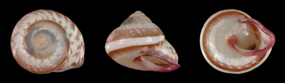 Image of <i>Rhynchotrochus louisiadensis</i>
