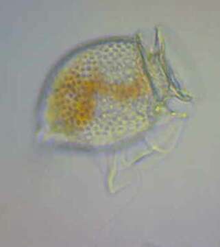 صورة Dinophysis acuminata