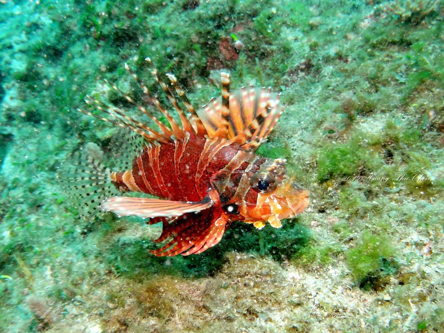 Dendrochirus zebra (Cuvier 1829) resmi