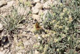 Image de Phyciodes pallida Edwards 1864