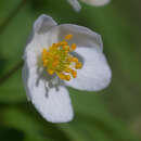 Image of Anemone caerulea DC.