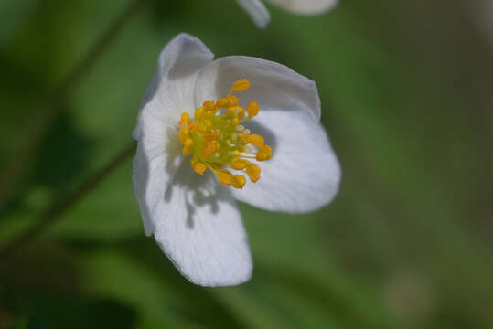 Plancia ëd Anemone caerulea DC.