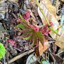 Image of Begonia algaia L. B. Sm. & Wassh.