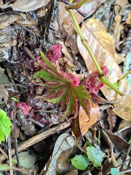 Image of Begonia algaia L. B. Sm. & Wassh.