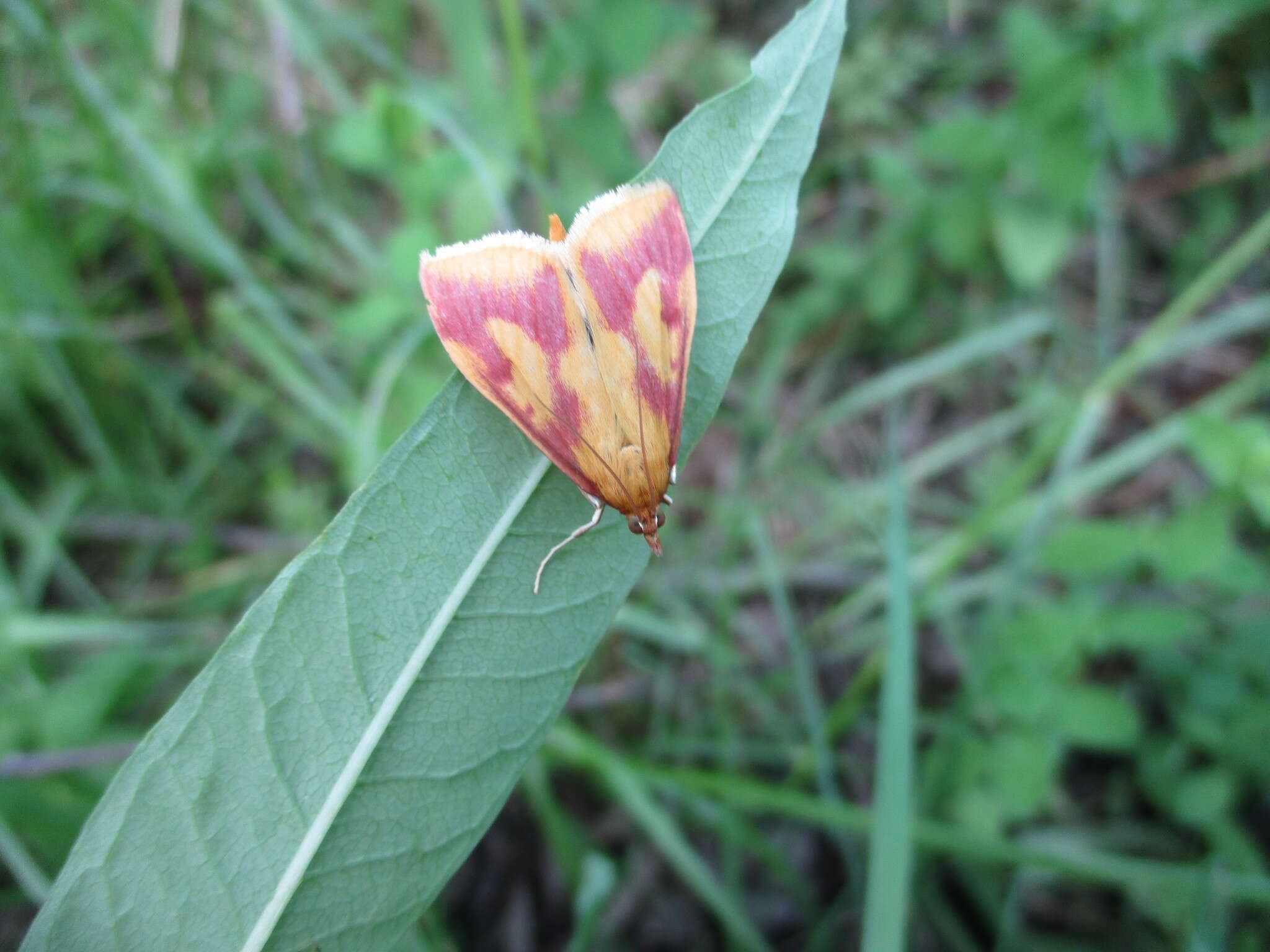 Ostrinia palustralis Hübner 1796 resmi