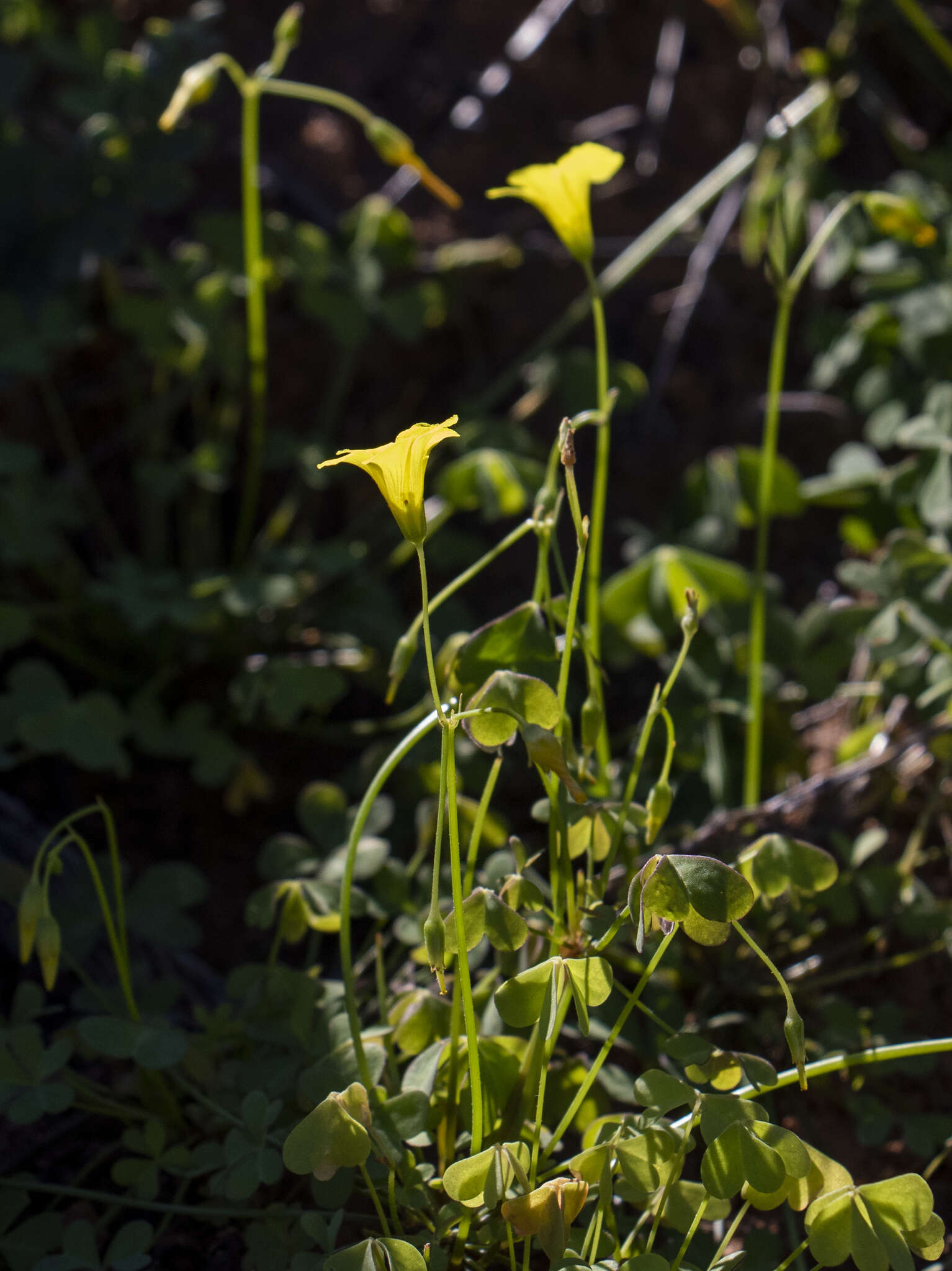 Image of Oxalis haedulipes Salter