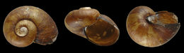 Image of <i>Paryphantopsis ubwamensis</i> Slapcinsky 2005