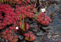 Image of Drosera kaieteurensis Brumm.-Ding.