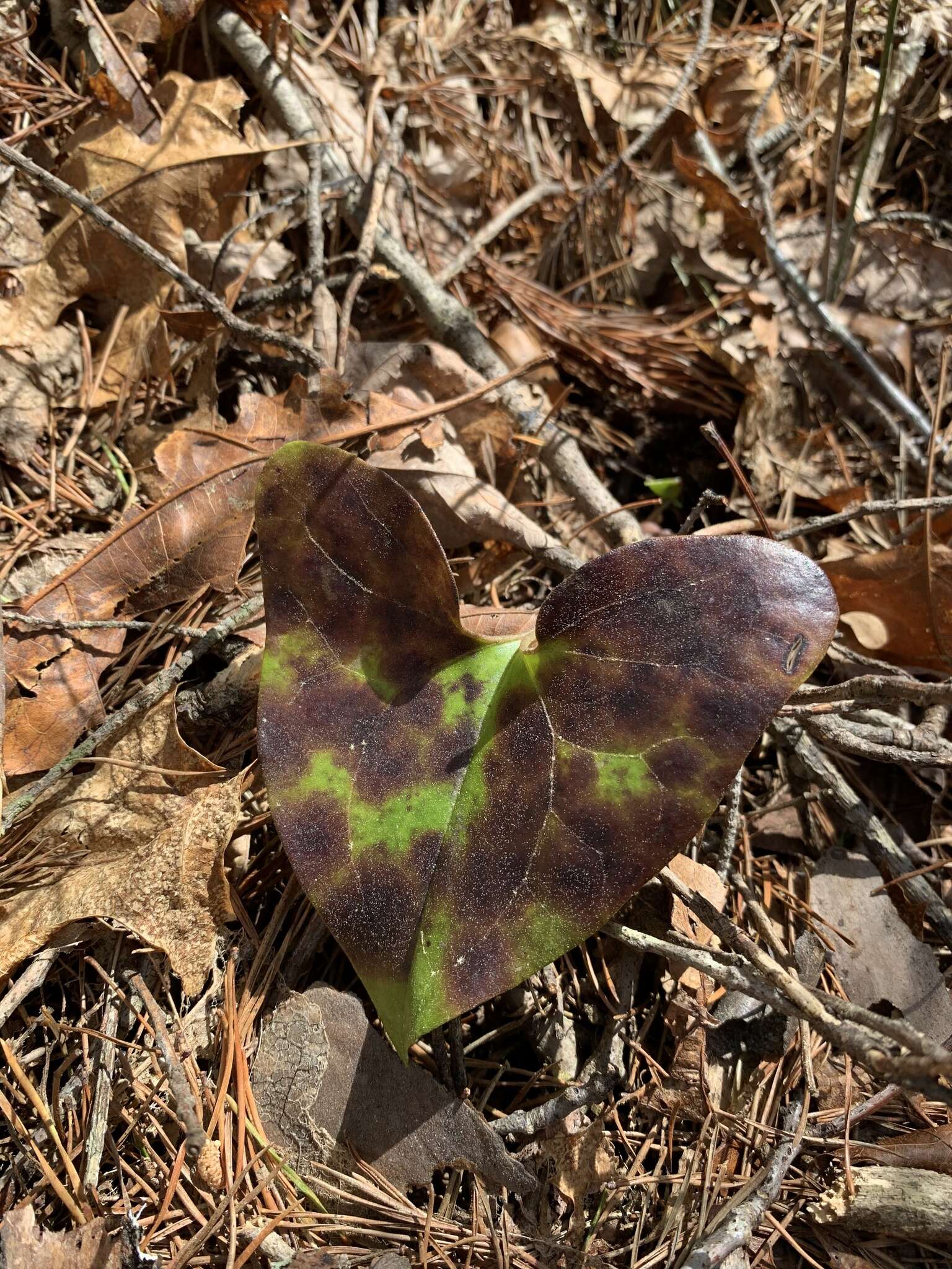 Image of Hexastylis arifolia var. arifolia