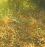 Image of Germain&#39;s blenny
