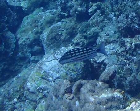 Image of Checkered Seaperch