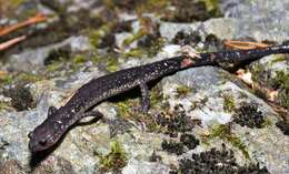 Image of Blacksburg Salamander