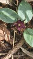 Image of Ceropegia pulchellior Bruyns