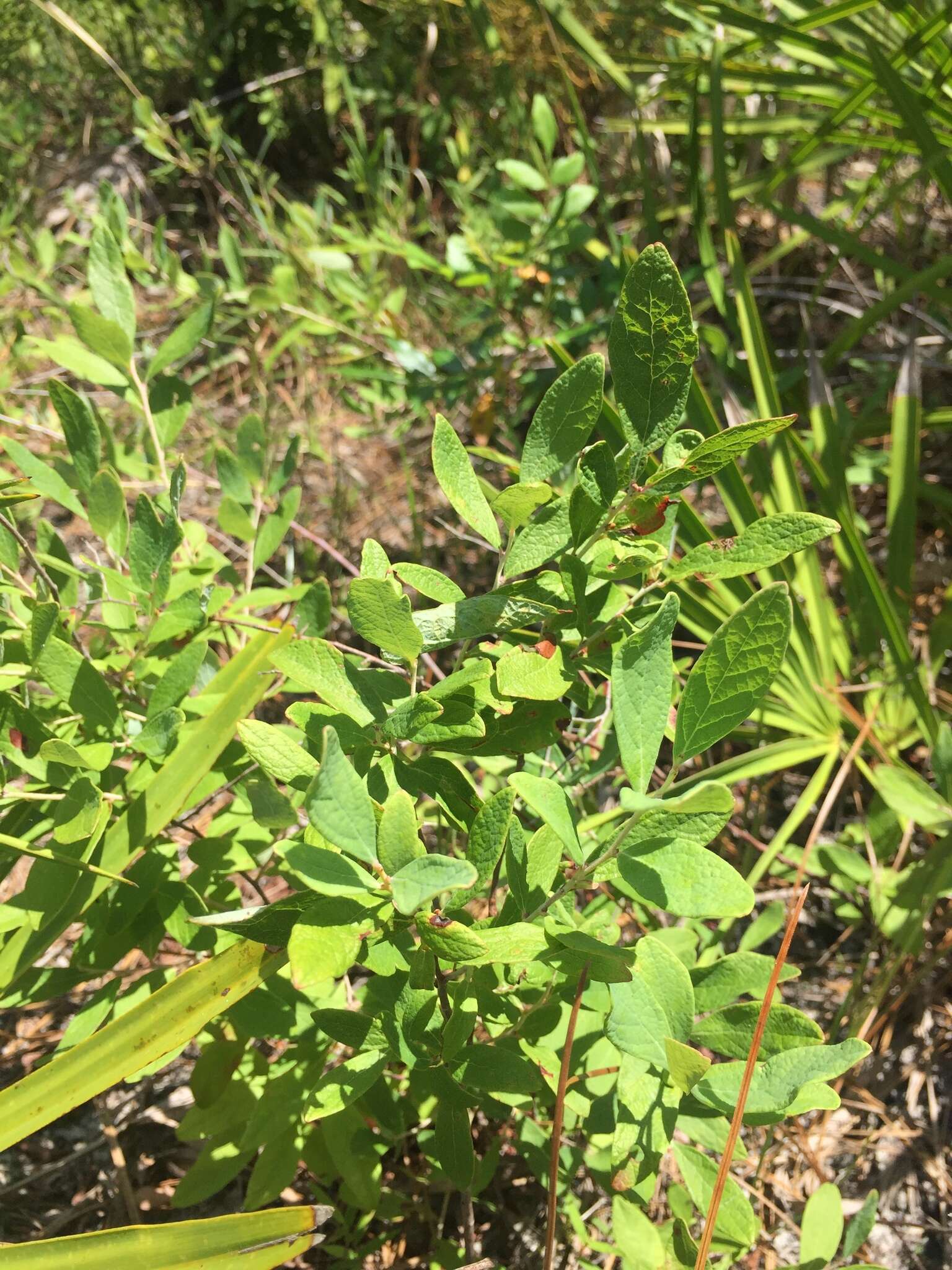 Image of Confederate huckleberry