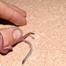 Image of long-beaked Blind Snake