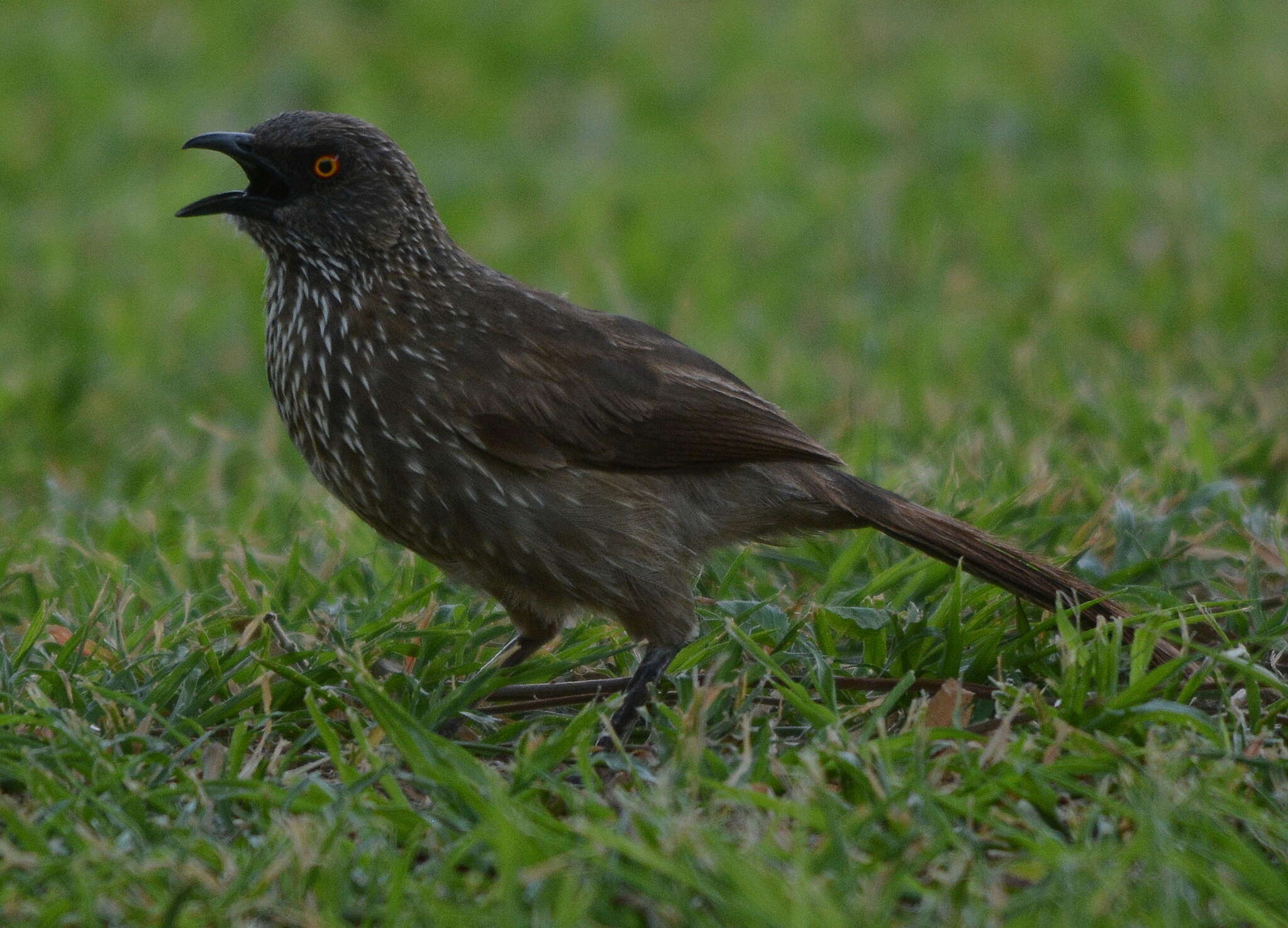 Image of Turdoides jardineii jardineii (Smith & A 1836)