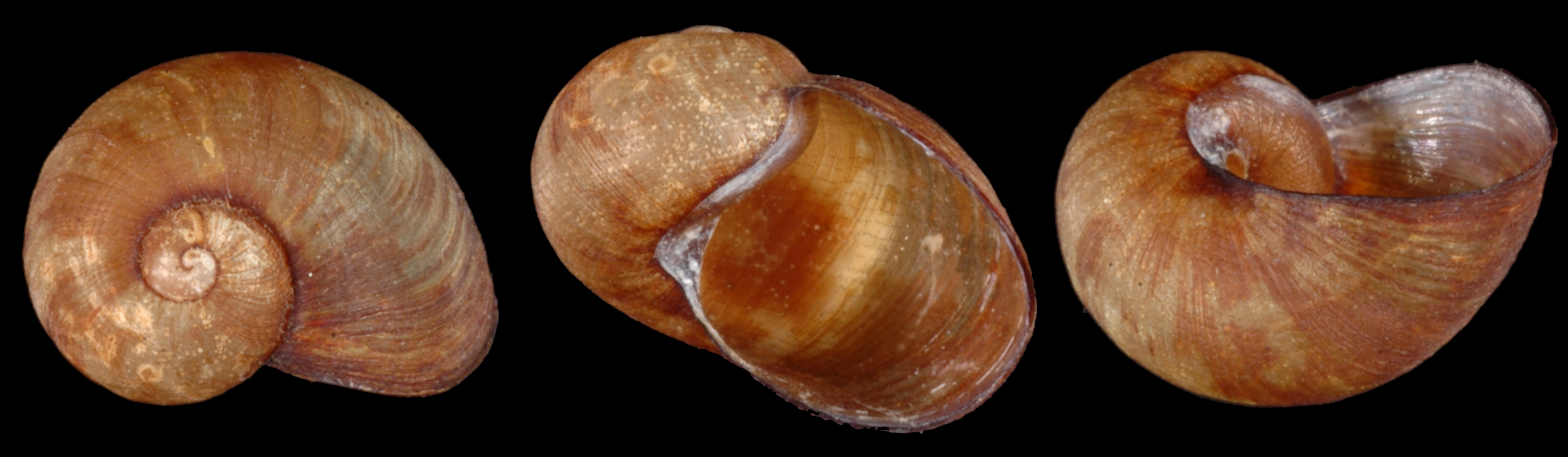 Image of <i>Paryphantopsis misimensis</i> Slapcinsky 2006