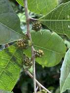 Image de Clarisia ilicifolia (Spreng.) Lanj. & Rossb.